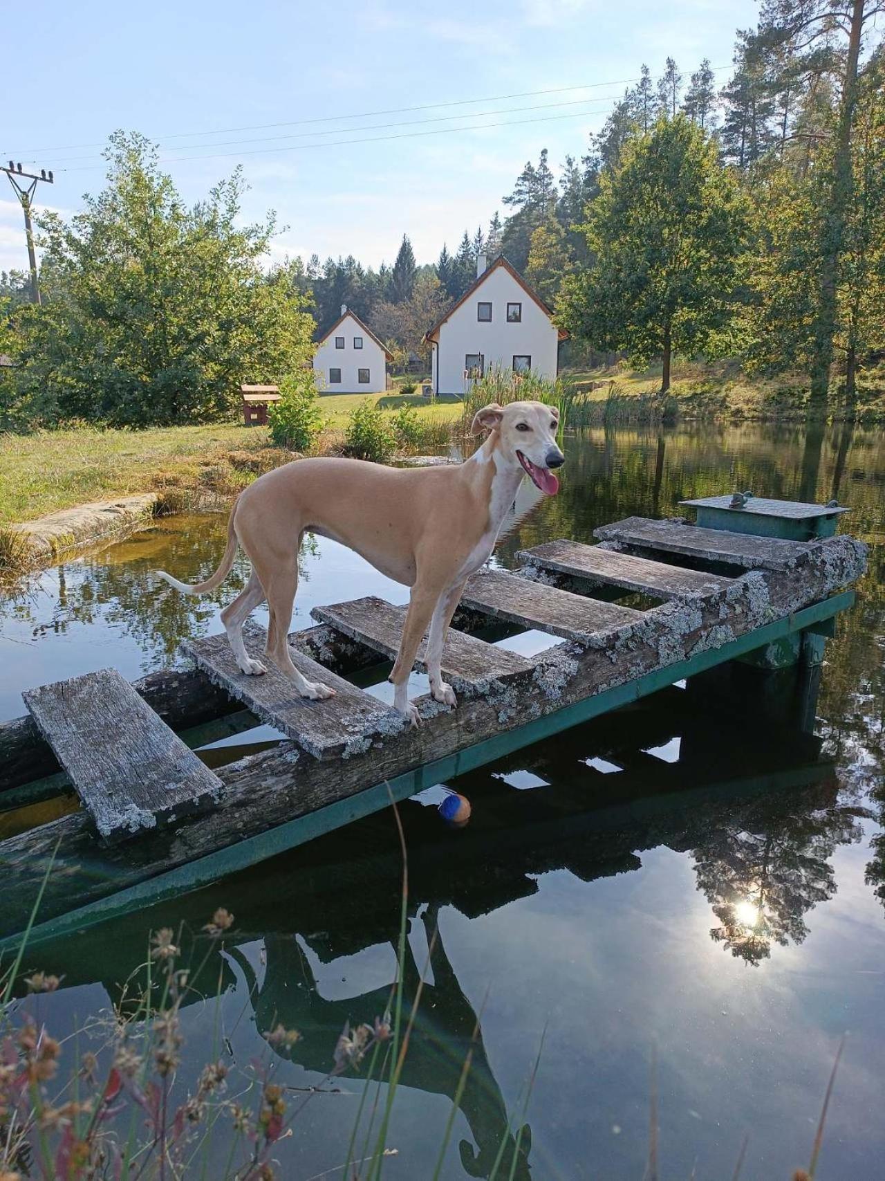 Klidna Lokalita Na Kraji Lesa, Cely Dum S Uschovnu Kol Villa Nova Bystrice Exterior photo