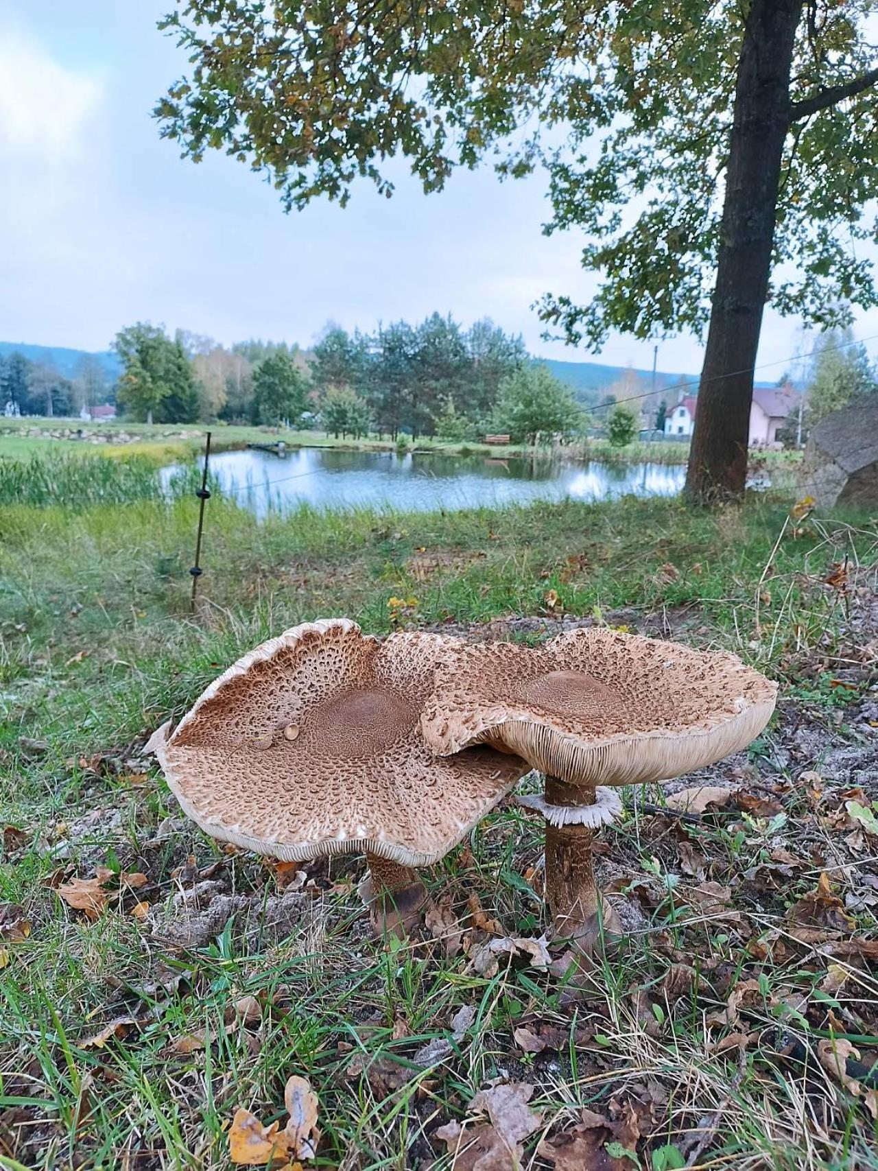 Klidna Lokalita Na Kraji Lesa, Cely Dum S Uschovnu Kol Villa Nova Bystrice Exterior photo